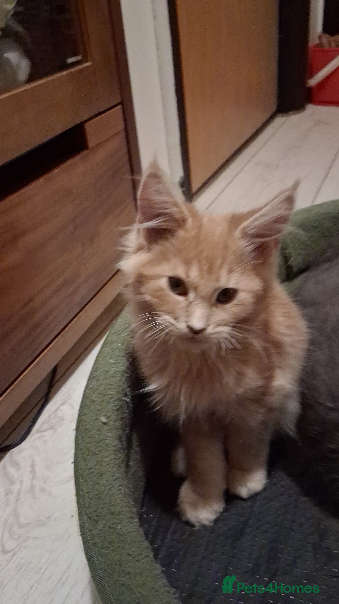 Maine Coon cats for sale: Maine Coon pedigre XL - Image 2