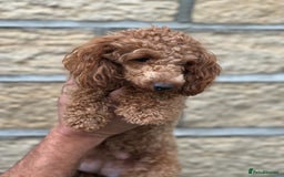 Toy Poodle dogs for sale: Gorgeous KC Toy Poodles  - Image 16