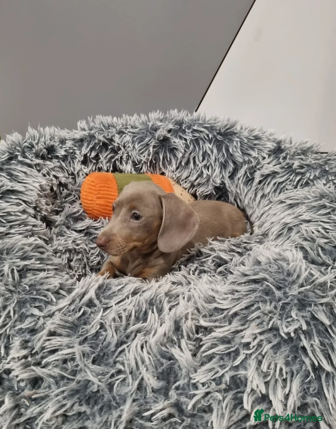 Dachshund dogs for sale: 5 Beautiful dachshund puppies 🩷💙3 boys 2 girls  - Advert 2
