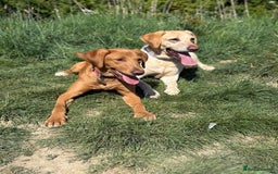 Labrador Retriever dogs for sale: Beautiful fox red girl looking for her forever hom - Image 13