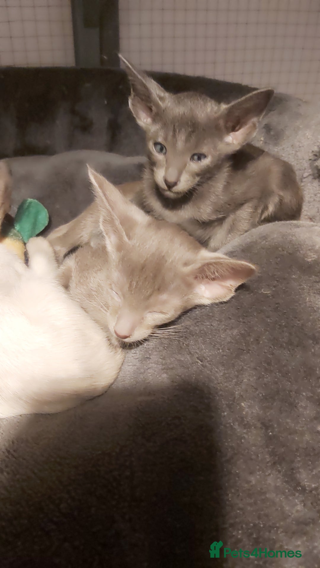 Oriental cats for sale: Full Pedigree Oriental 6 Kittens XL size ears GCCF - Advert 27