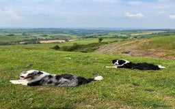 Border Collie dogs for sale: Border Collie Puppies Top Quality! - Image 19