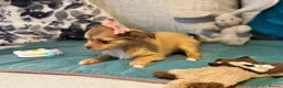 Chihuahua dogs for sale: Beautiful Long-Haired Chihuahua Puppies  in Plymouth - Advert 11
