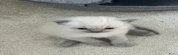 Ragdoll cats for sale: Blue point ragdoll  in Birmingham - Advert 9