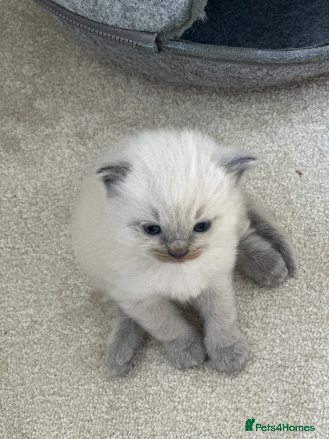 Ragdoll cats for sale: Blue point ragdoll  in Birmingham - Advert 9