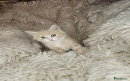 Mixed Breed cats for sale: 2 very big beautiful fluffy kittens - Image 8