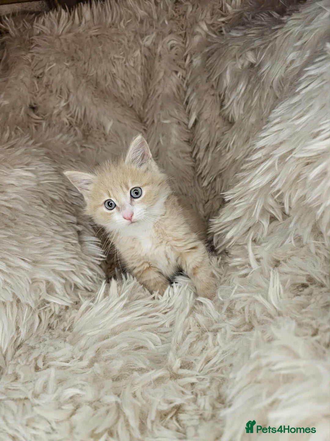 Mixed Breed cats for sale: 2 very big beautiful fluffy kittens - Image 8