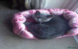 British Shorthair cats for sale: British Short Hair Cross Ragdoll Kitten  - Image 15