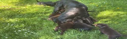 Flat coated Retriever dogs for sale: Gorgeous liver and black Flatcoat Retrievers - Advert 7