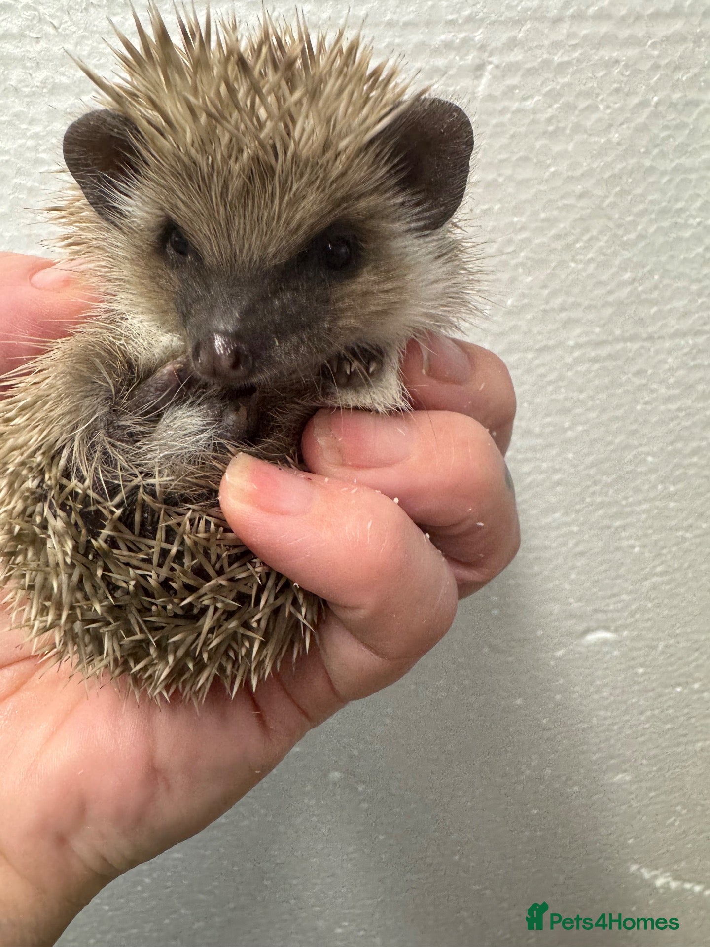 Pygmy Hedgehog rodents APH  full masked cinnamon boy - 9 weeks  - Advert 2