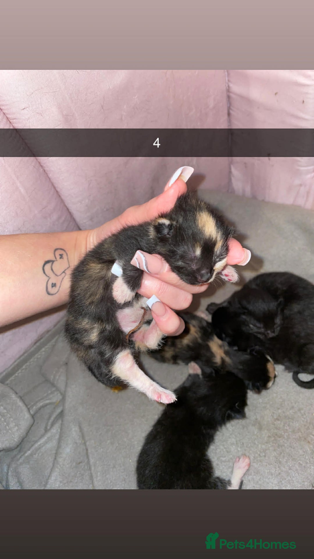 Mixed Breed cats for sale: Beautiful kittens looking for their forever home - Advert 4