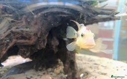 Cichlids fish for sale: Geophagus  & ALBINO HECKELII + MORE - Image 11
