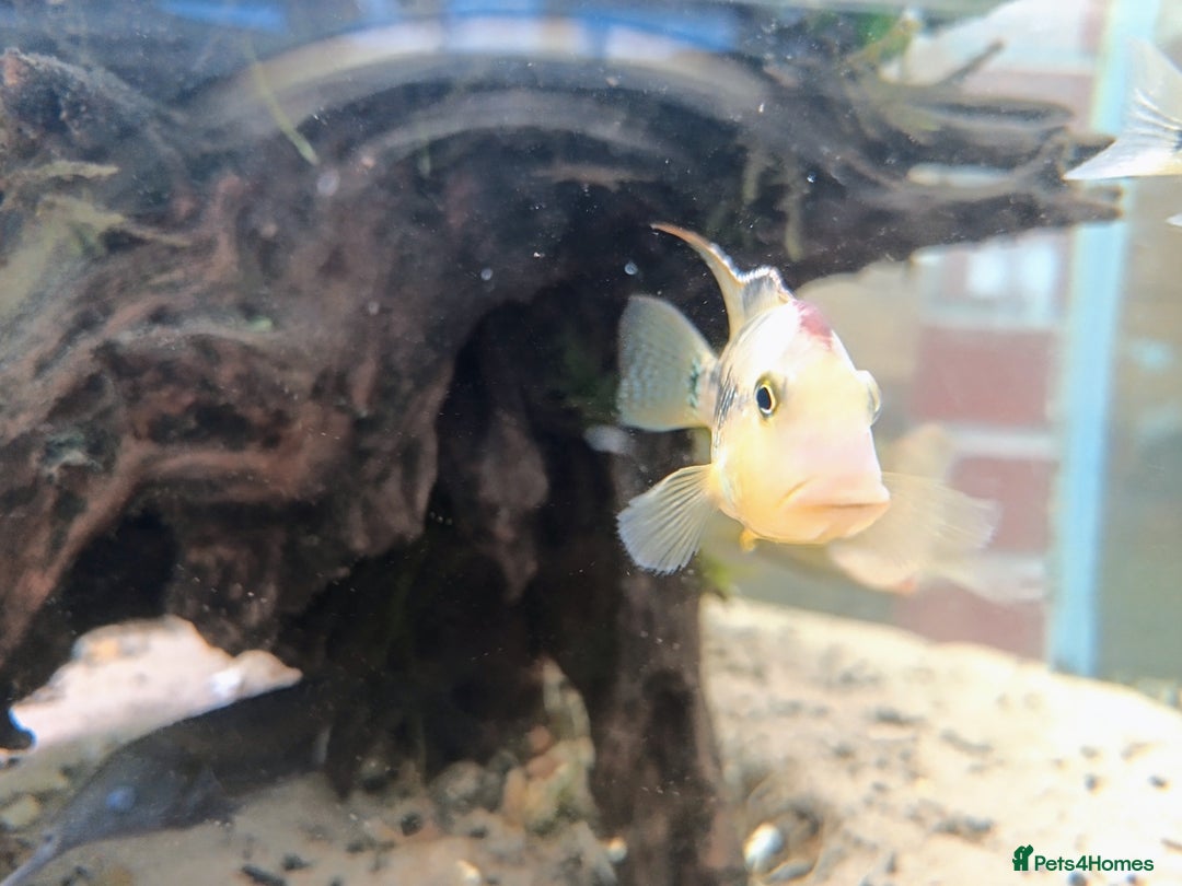Cichlids fish for sale: Geophagus  & ALBINO HECKELII + MORE - Image 11