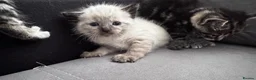 Mixed Breed cats for sale: 6 pretty little angel  in Northampton - Advert 27