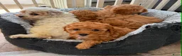 Cavapoo dogs for sale: Toy Cavapoo Puppies  - Advert 4