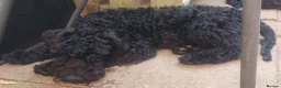Kerry Blue Terrier dogs for sale: Kc kerry blue terrier puppies - Advert 4