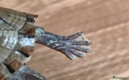 Turtle reptiles for sale: Razorback Musk Turtle, Free 4 bags 40g turtle food - Image 8