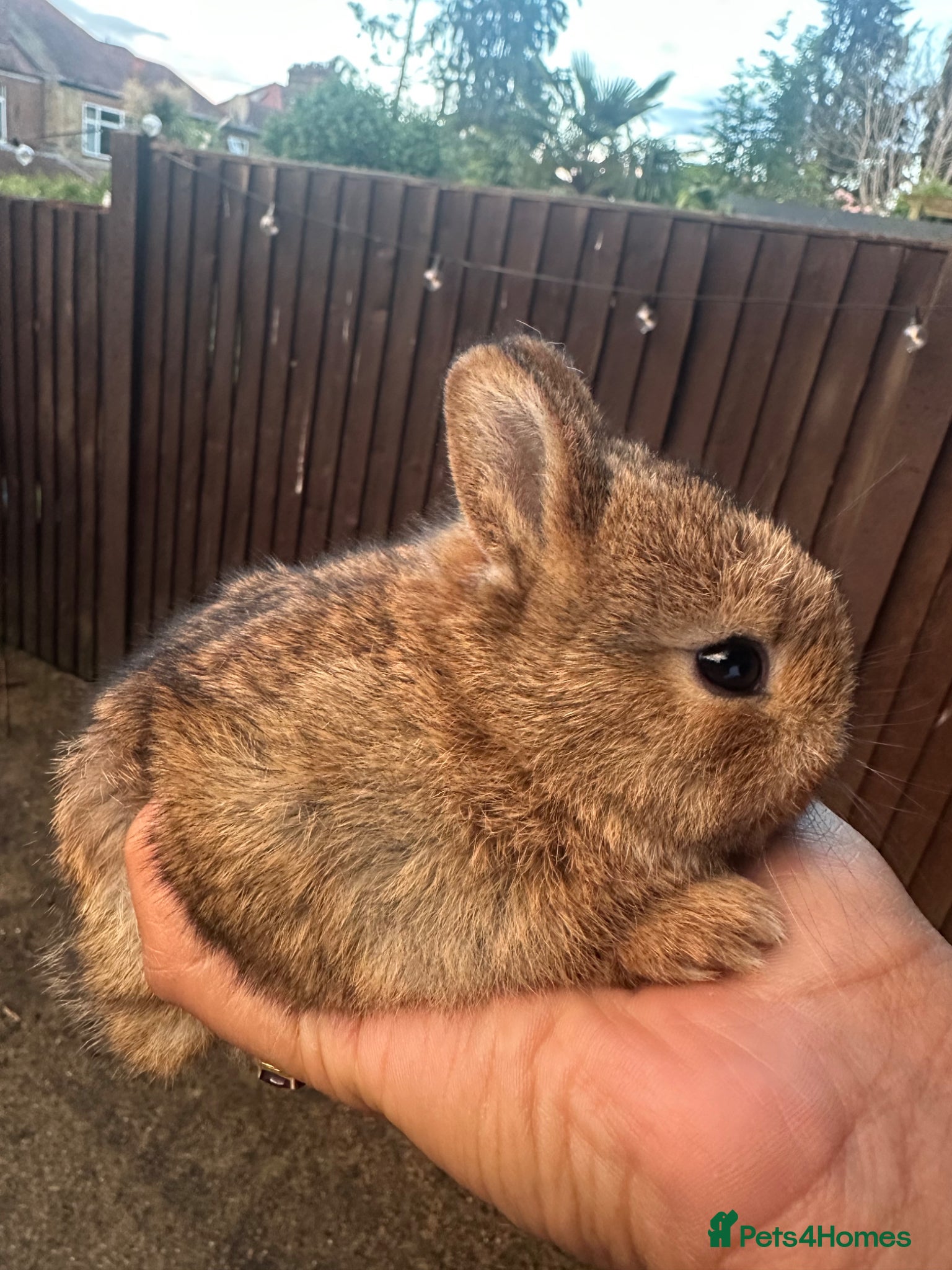 Netherland Dwarf rabbits for sale: Pure bred Netherland Dwarf - Advert 4