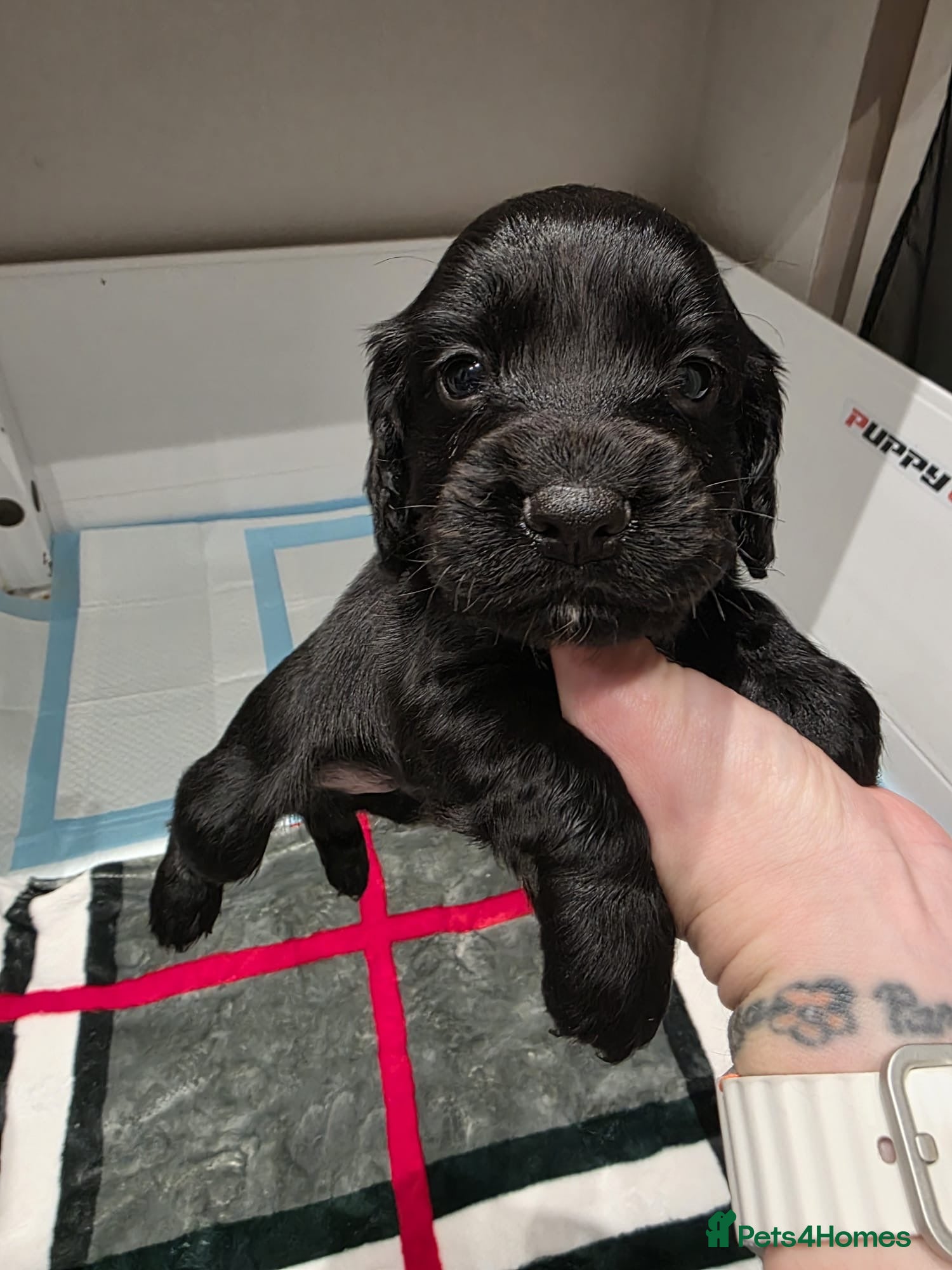 Cocker Spaniel dogs Working cocker spaniel *KC REG* - Advert 15