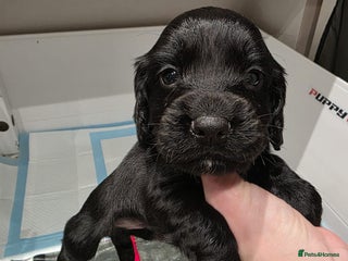 Cocker Spaniel dogs Working cocker spaniel *KC REG* - Advert 12