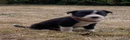 Border Collie dogs for sale: Stunning Border Collie Puppies in Llandovery - Advert 7
