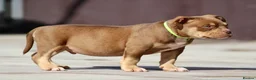 American Bully dogs for sale: READY NOW American Bullys  - Advert 2