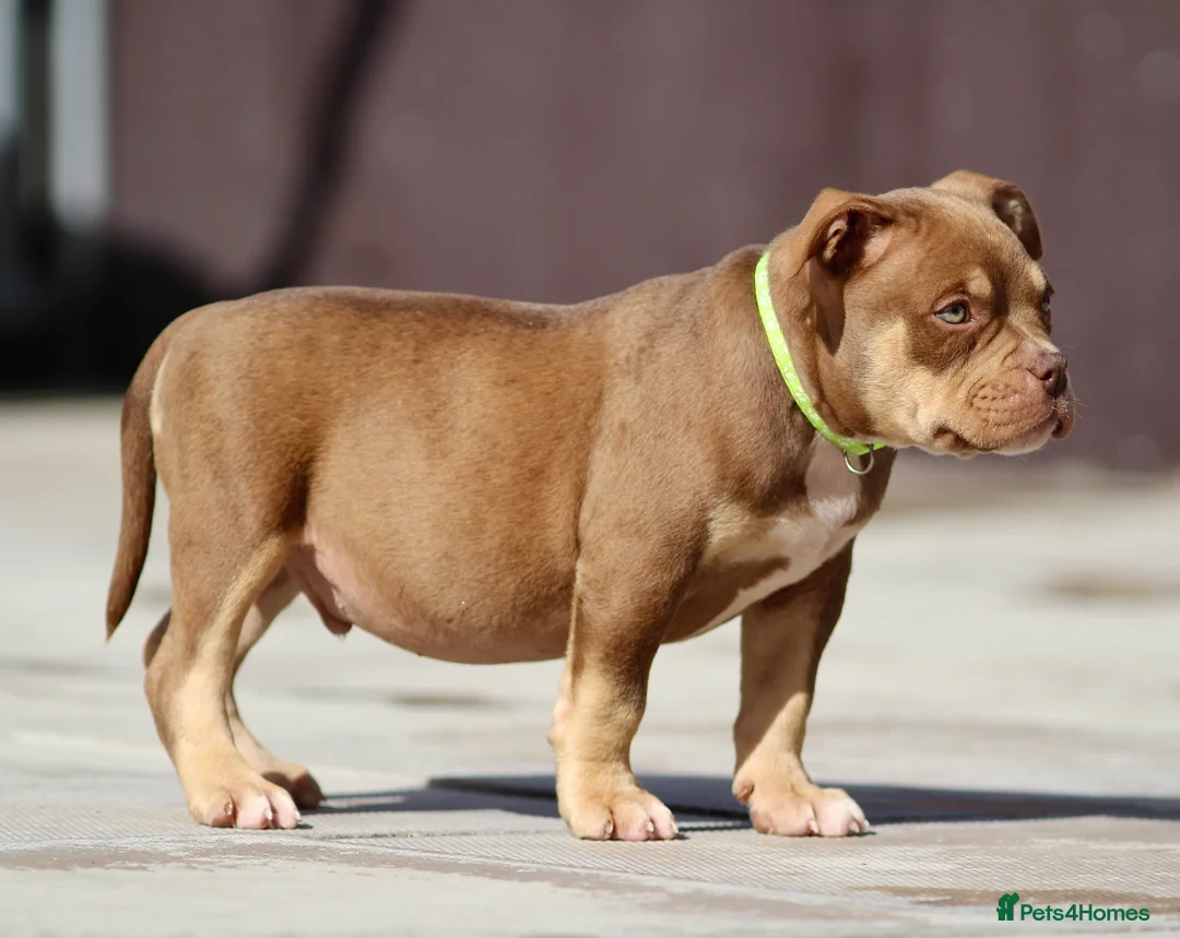 American Bully dogs for sale: READY NOW American Bullys  - Advert 2