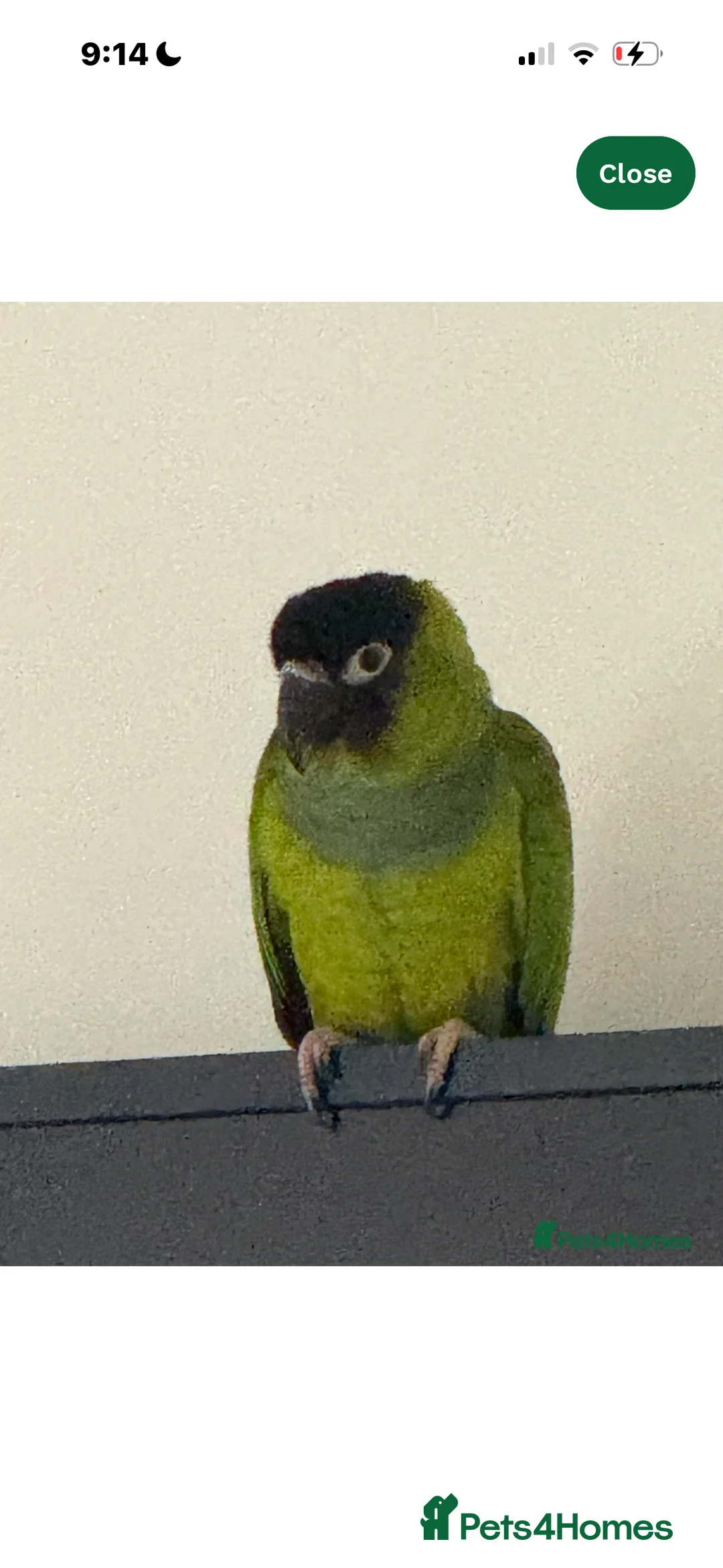 Conures birds for sale: Black capped conure - Advert 3