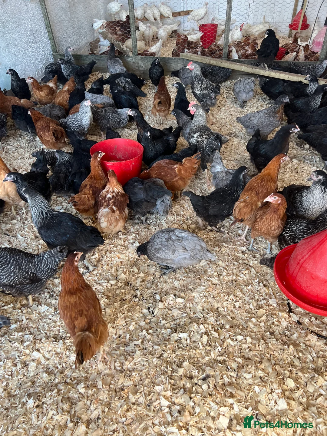 Chickens poultry for sale: Coloured hybrid pol hens for sale - Advert 2