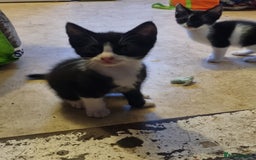 Mixed Breed cats for sale: Beautiful male black and white kittens  - Image 1