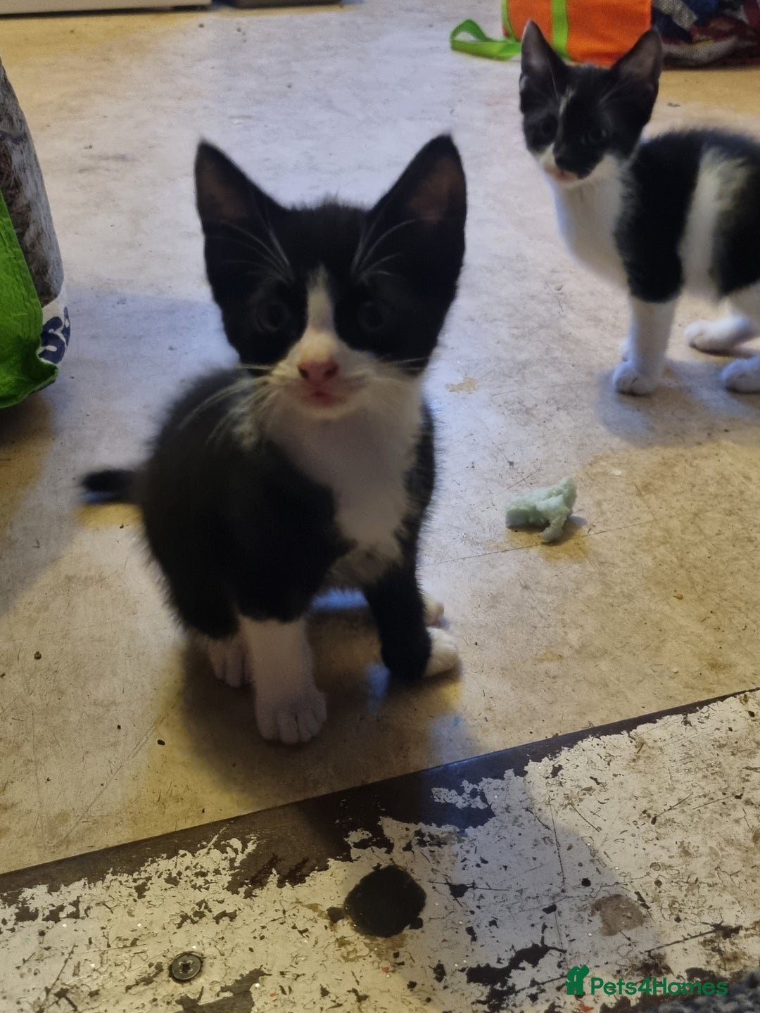 Mixed Breed cats for sale: Beautiful male black and white kittens  - Image 1