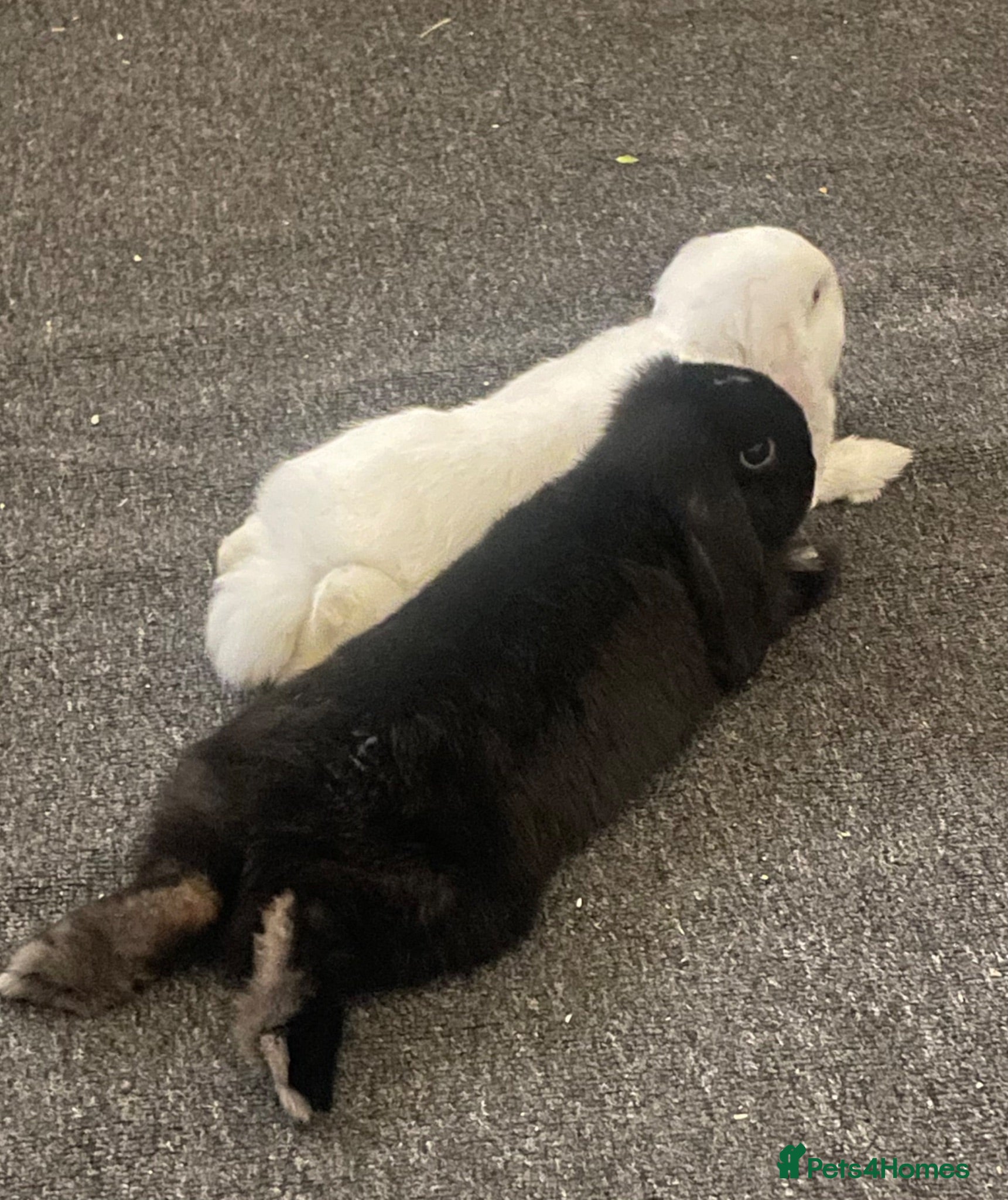 Mini Lop rabbits Two mini lop rabbits available  - Advert 1