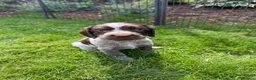 Sprocker dogs for sale: 2 working sprocker boys - Advert 6