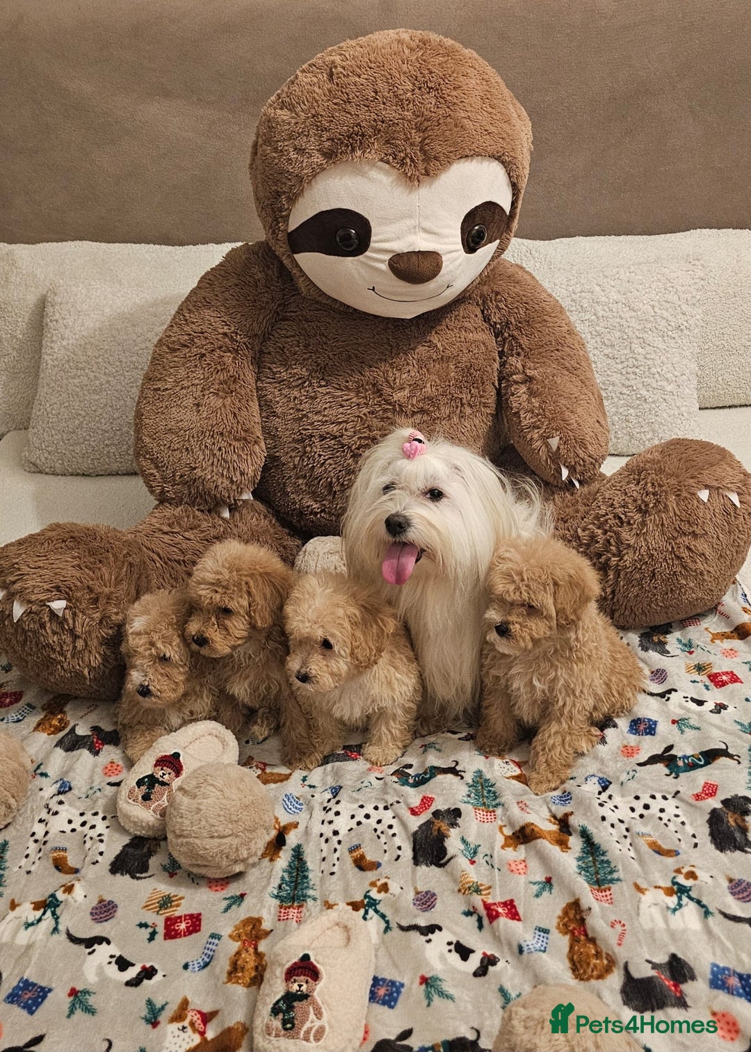 Maltipoo dogs for sale: Amazing apricot color Maltipoo puppies! - Advert 13