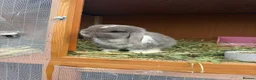Mini Lop rabbits for sale: 🩶 2 Mini Lops - Waiting list open 🩶 - Advert 11