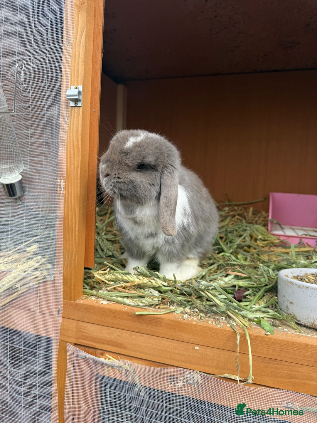 Mini Lop rabbits for sale: 🩶 2 Mini Lops - Waiting list open 🩶 - Advert 11