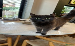 Russian Blue cats for sale: Sweet 4 Year Old Russian Blue Girl  - Image 12