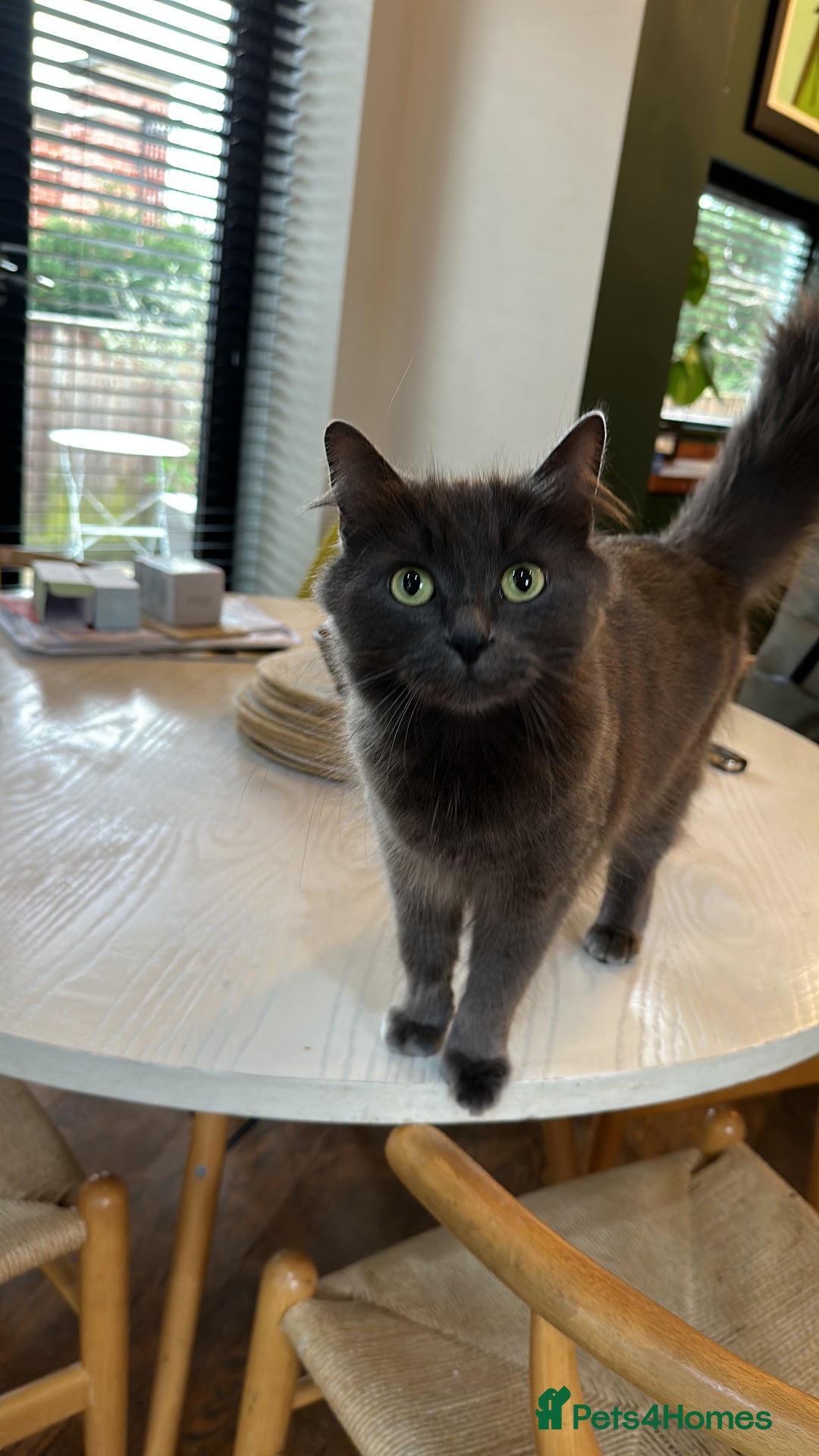 Russian Blue cats for sale: Sweet 4 Year Old Russian Blue Girl  - Image 12