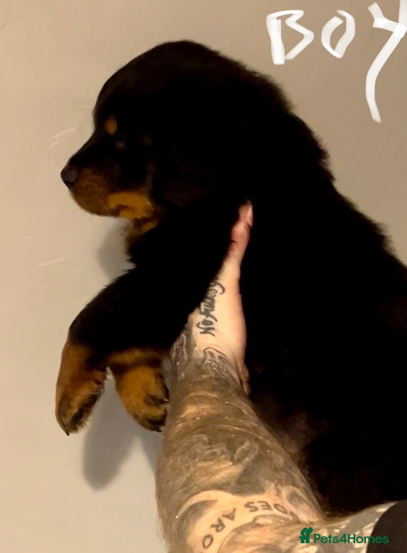 Rottweiler dogs ROTTWIELER PUPPUES - Advert 2
