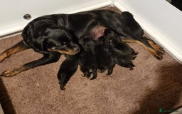 Rottweiler dogs for sale: rottweiler puppies - Image 5