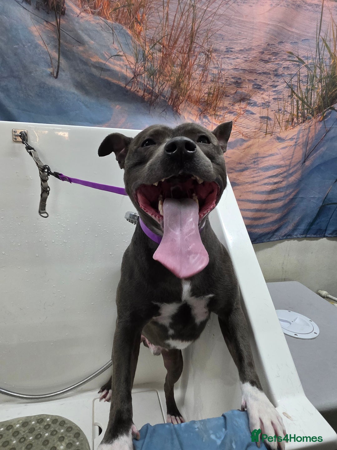 Staffordshire Bull Terrier dogs for stud: Snoopy Staffordshire Bull Terrier Blue in Basildon - Advert 9