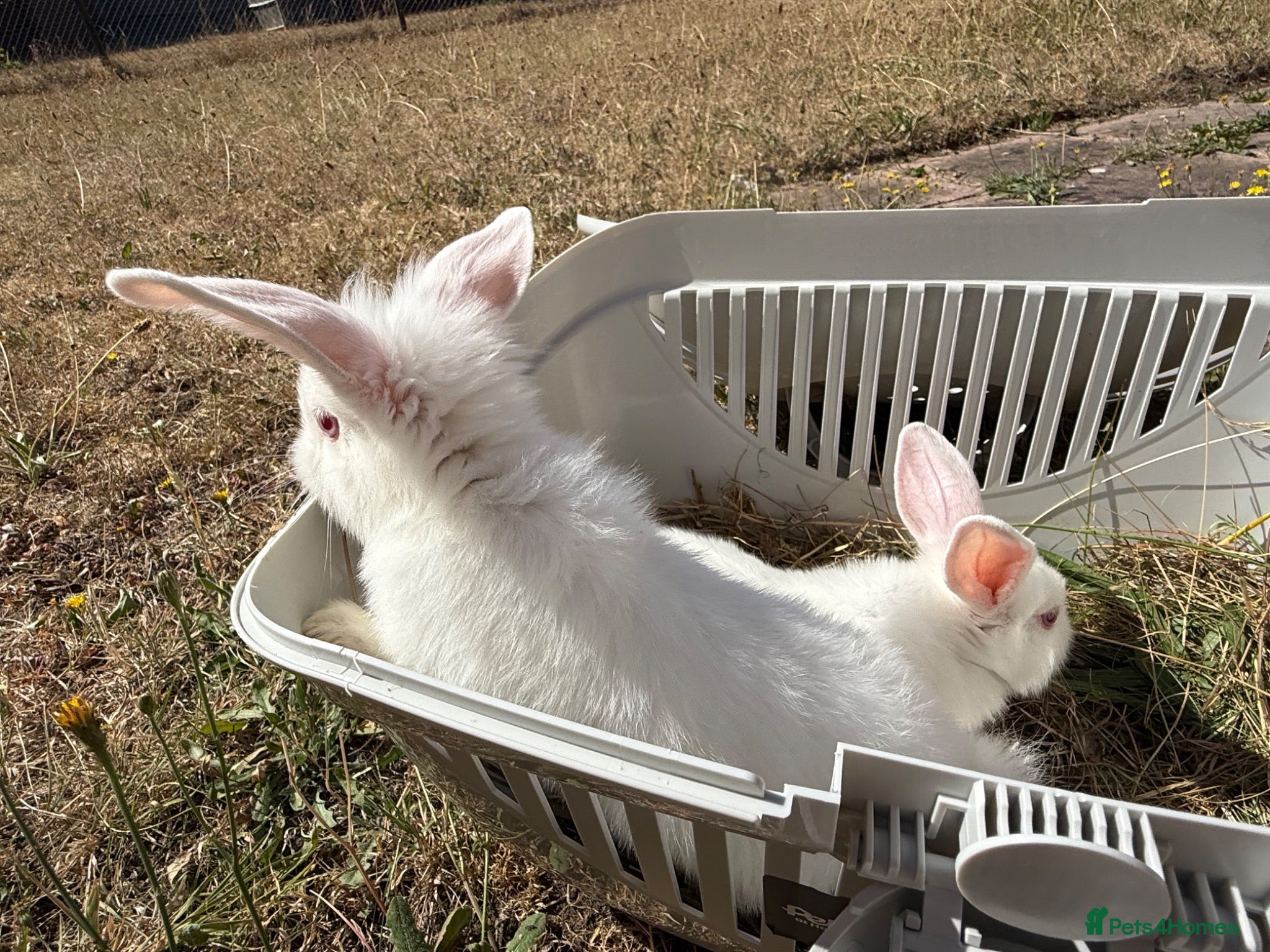 Mixed Breed rabbits 3 rabbits for sale - 2 albino/white 1 mixed - Advert 2