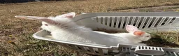 Mixed Breed rabbits for sale: 3 rabbits for sale - 2 albino/white 1 mixed - Advert 1