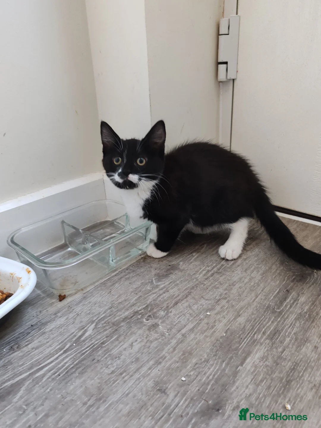 Mixed Breed cats for sale: ❤️❤️❤️ Adorable Kittens ❤️❤️❤️  - Advert 22
