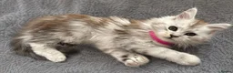 Maine Coon cats for sale: Beautiful Pedigree Kittens looking for Loving Home - Advert 11
