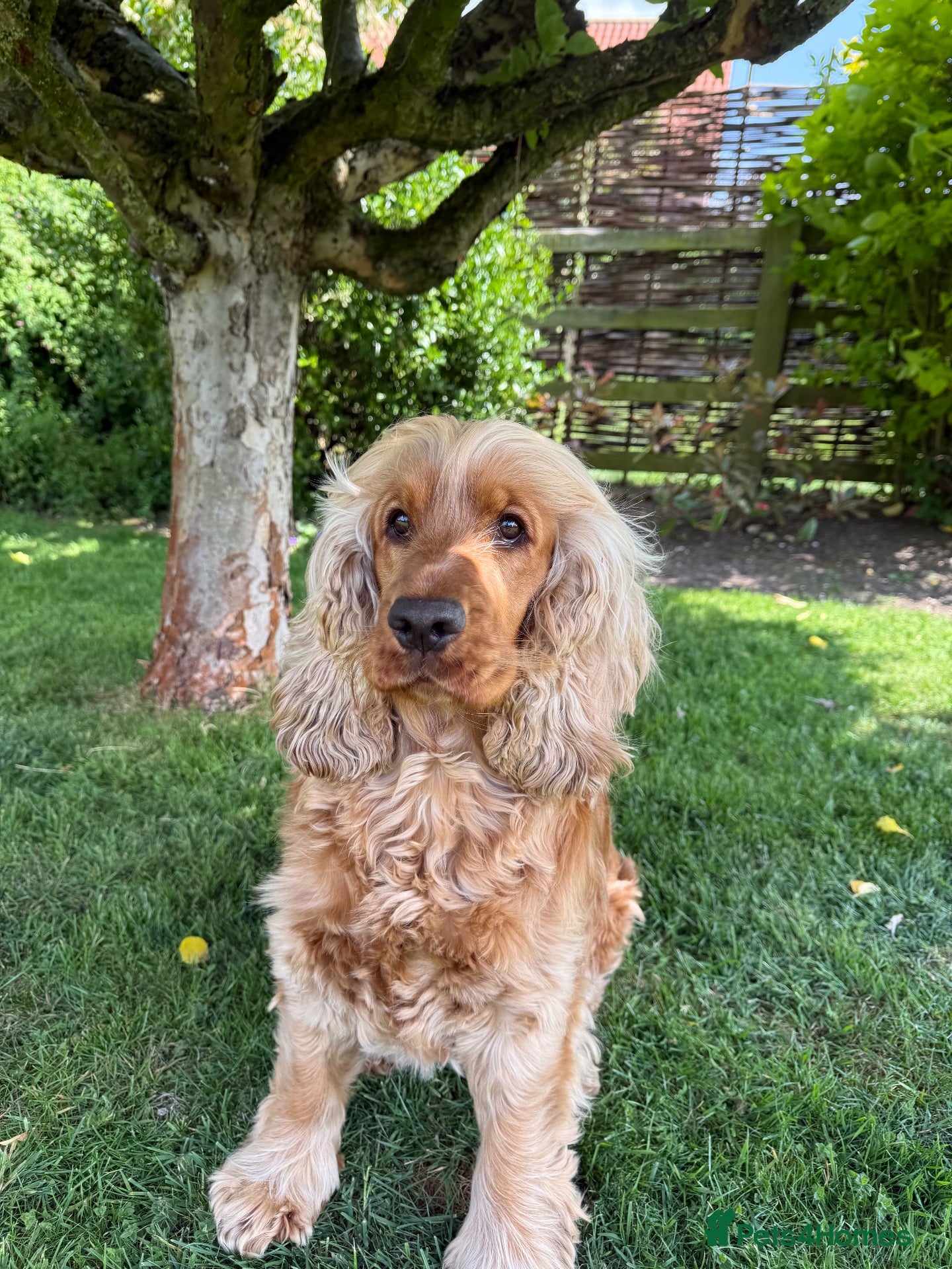 Cocker Spaniel dogs KC registered golden show cocker spaniel puppies - Advert 16