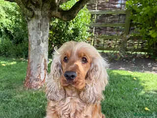 Cocker Spaniel dogs KC registered golden show cocker spaniel puppies - Advert 16