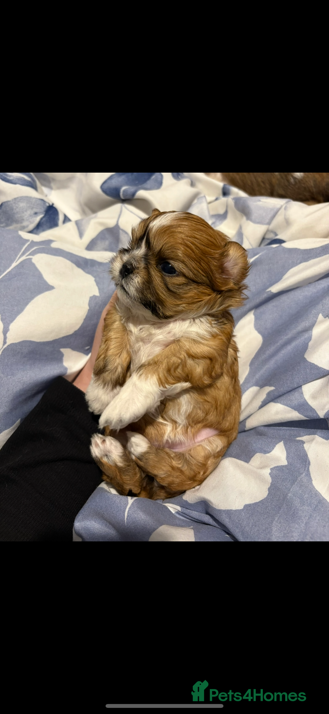 Shih Tzu dogs for sale: Shih tzu puppies - Image 12
