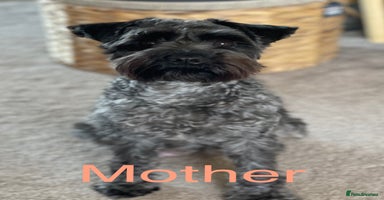 Miniature Schnauzer dogs - Advert 7