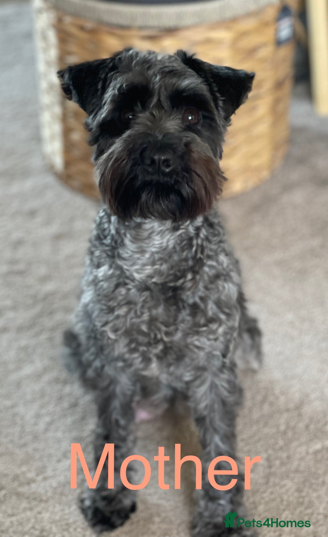 Miniature Schnauzer dogs for sale: Cutest KC Miniature Schnauzers - 3 boys/2 girls - Image 3